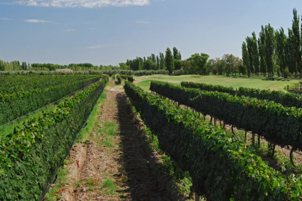 MALBEC – BONARDA 2014